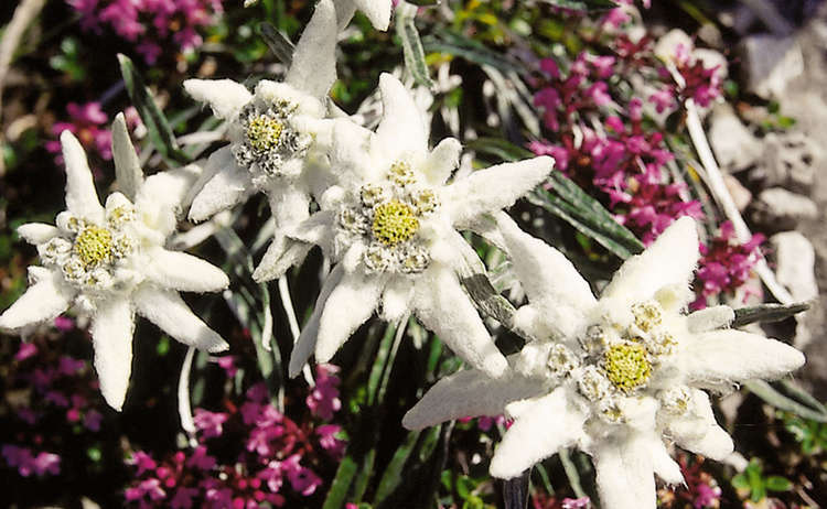 edelweiss